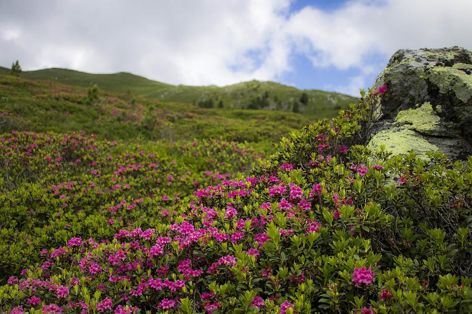 How To Grow Azaleas From Cuttings 